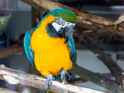 Ara bleu et jaune - De Zonnegloed - Refuge pour animaux